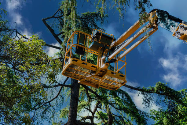 How Our Tree Care Process Works  in Wyandanch, NY